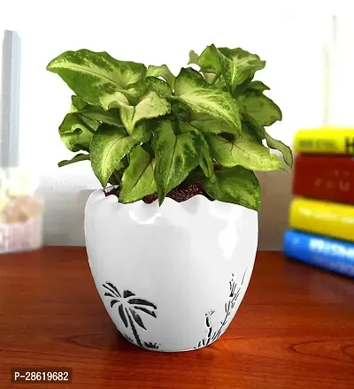 Platone Syngonium Plant SYGONIUM40