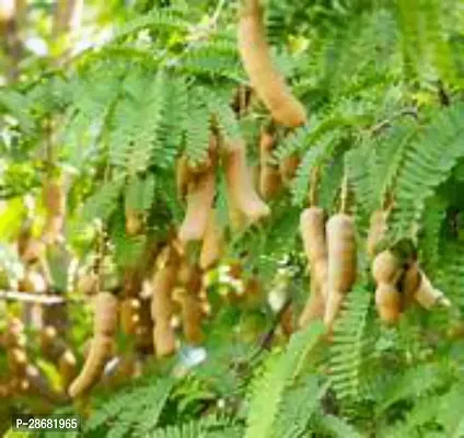 Platone Tamarind Plant Thai All timeSweet Tamarind Plant t39-thumb0