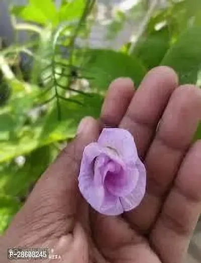 Platone Aparajita Butterfly Pea Plant pink aparajita flower plant-thumb2