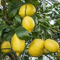 Platone Lemon Plant Spur lemon ( Kagazi Lemon)-thumb1