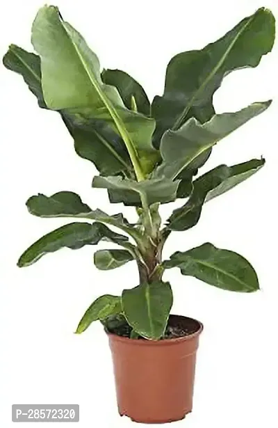 Platone Banana Plant banana20 m-thumb0