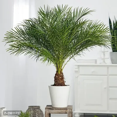 Platone ZZ Plant Date plant-13-thumb2