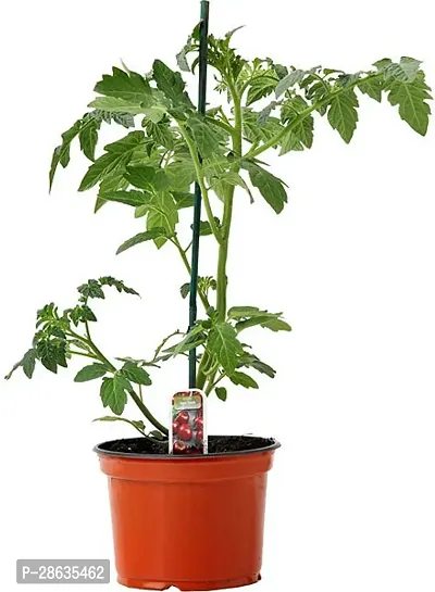 Platone Tomato Plant tomato plant 24