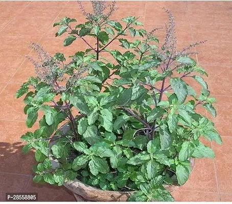 Platone Tulsi Plant WG-2-1-1-Plant-178-thumb0