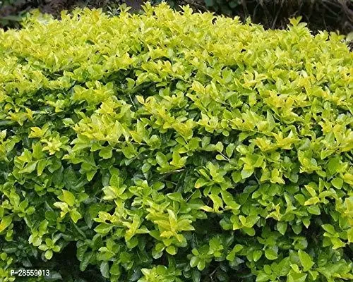 Platone Duranta Plant Duranta Plant-thumb3