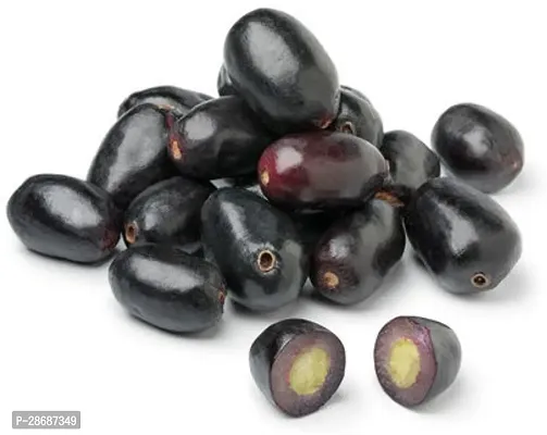 Platone Jamun Plant BlackPlum_Jamun_Plant-thumb2