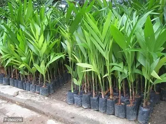 Platone Betel NutSupari Plant Live Palm Tree Arecanut Betel Plant Supari Nut Catechu Living Dark Green Leaves Garden Plant(1 Healthy Live Plant)-thumb0