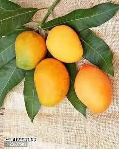 Platone Mango Plant ALPHANSO MANGO PLAnts434-thumb0