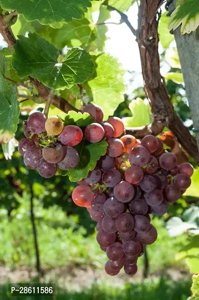 Platone Grapes Plant Air Layered GrapesAngoor live Plant CF60211-thumb0