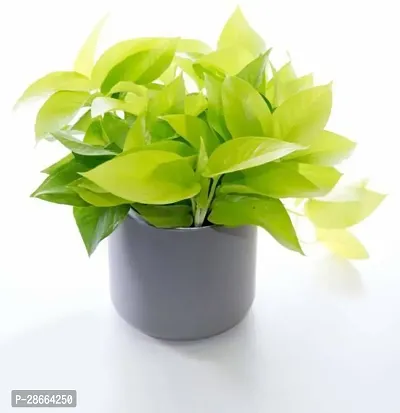 Platone Money Plant Money Plant-20-thumb0