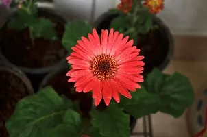 Platone Gerbera Plant GERBERA PLANT-Z2-thumb1