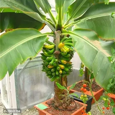 Platone Banana Plant Hybrid Singapuri Banana live plant for fruiting, Gardening or devotional purpose CF01-thumb0