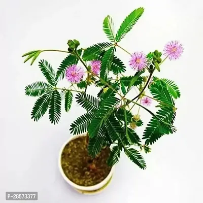 Platone ShamiJand Plant Shammi Flower Plant SA1