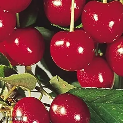 Platone Cherry Fruit Plant cherry fruit plant-2-thumb2