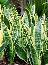 Platone Snake Plant SNAKE PLANT AAZ-thumb1