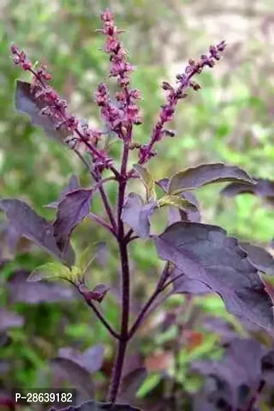 Platone Tulsi Plant KRISHNA TULSI PLANT