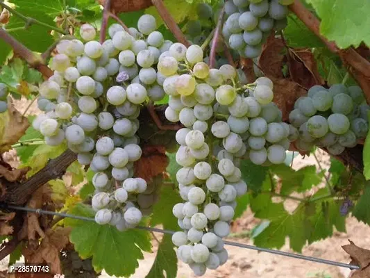 Platone Grapes Plant White Grapes Plant