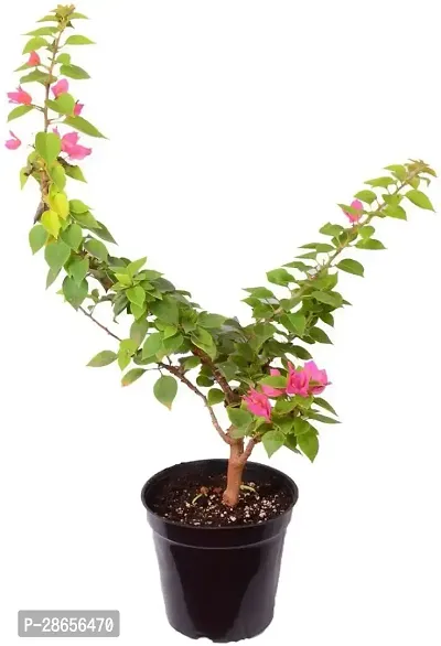 Platone Bougainvillea Plant Bouganvilla Plant With Pot