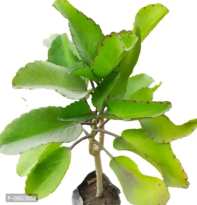 Platone Bryophyllum PinnatumPatharchatta Plant natural Bryophyllum PinnatumPatharchatta live Plant (pack of 1)