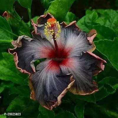 Platone Hibiscus Plant as120