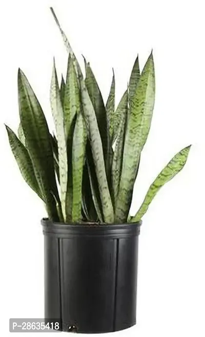 Platone Snake Plant GSDLANTOJ_148-thumb0