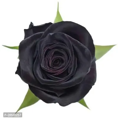 Platone Rose Plant Black Baccara Rose Plant-thumb0