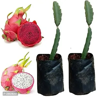 Platone Dragon Tree Dragon Fruit Live Plant - 7 to 1 inches in Grow Bag - COMBO PACK 1 RED + 1 WHITE0-thumb0