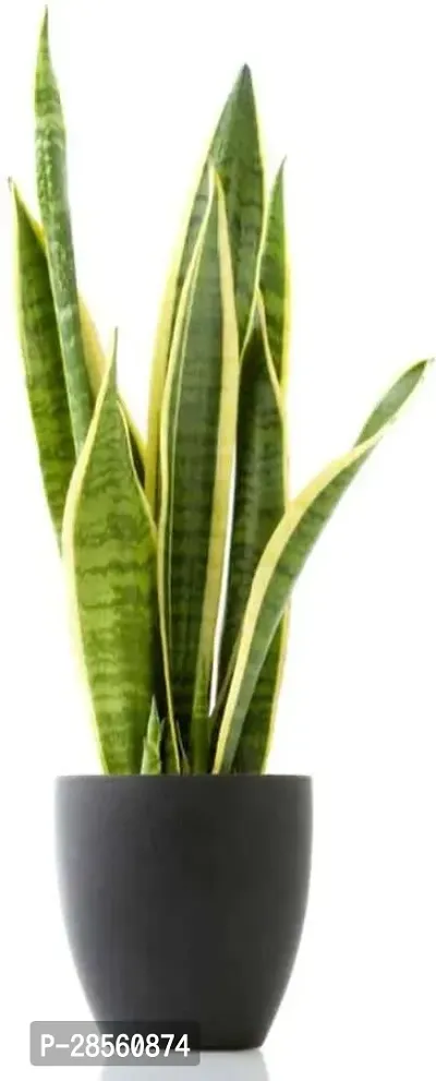 Platone Snake Plant Air Purifier Snake Plant Pot Included Live Plant-thumb0