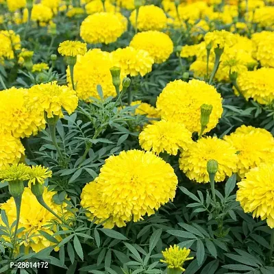 Platone Marigold Plant MARIGOLD PLANT-thumb2