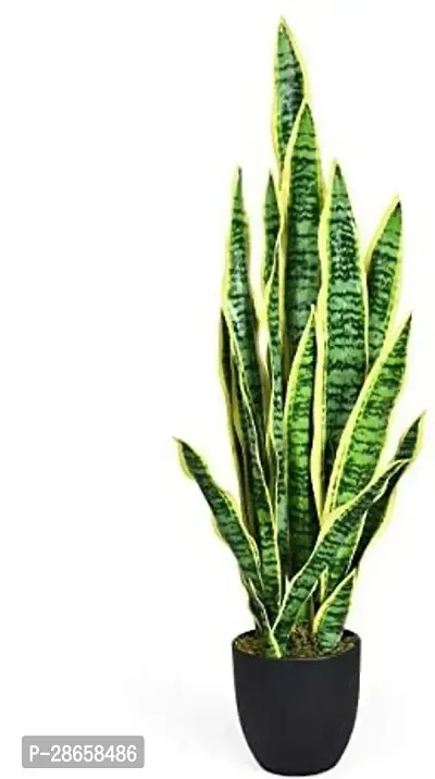 Platone Snake Plant SNAKE PLANT-9-thumb0