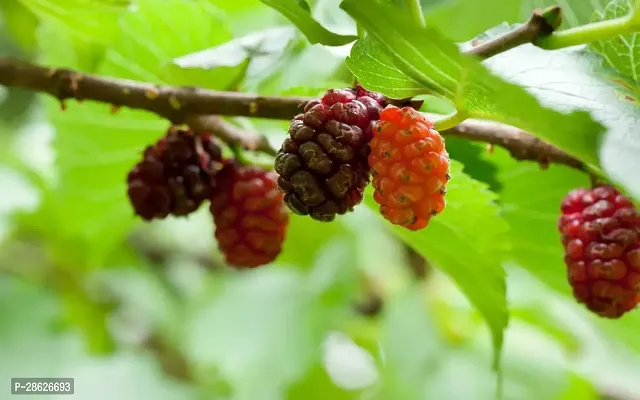 Platone ShahtootMulberry Plant original Rear Thai Mulberry live PlantV-10