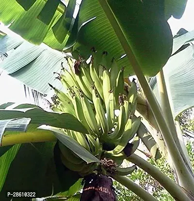 Platone Banana Plant Changalikodan Nendran Kerala Banana Live Plant Rare Rhizome Varity Plant With Pot