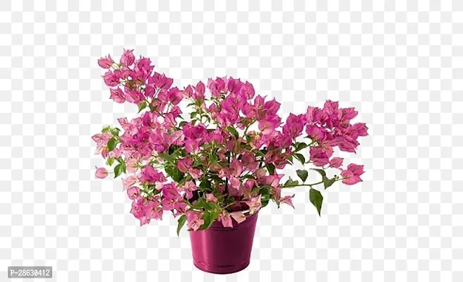 Platone Baugainvillea Plant Bougainvillea Plant Kagaj Flower Live Plant FP56