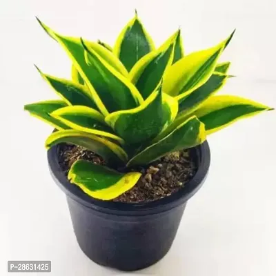 Platone Snake Plant JGCrafts SNAKE PLANT