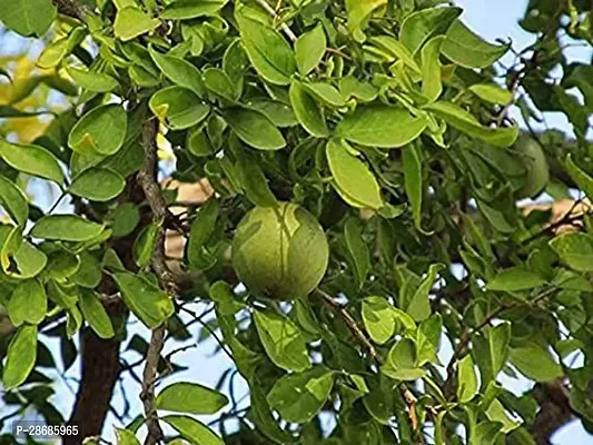 Platone Bel Plant Bel Tree Bilva Patra Bel Patra Bengal quince Wood apple Vilvam Sandiliyamu Bilvapatre Adhararuha Beli fruit Aegle Marmelos Live Plant.-thumb2