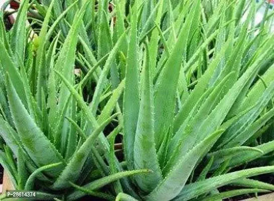 Platone Aloe Vera Plant aloe vera plant 2018-thumb0