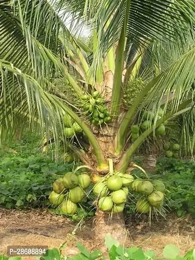 Platone Coconut Plant Vietnam Coconut Plant