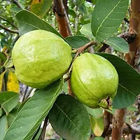 Platone Guava Plant Safeda Guava Plant For Outdoor Garden-thumb1