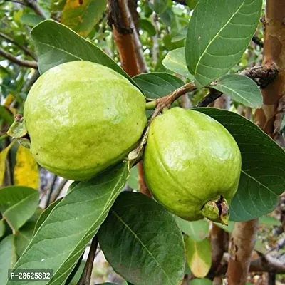 Platone Guava Plant Safeda Guava Plant For Outdoor Garden-thumb2