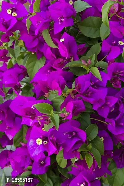 Platone Bougainvillea Plant BOUGAINVILLE FLOWER PLANTS-thumb2