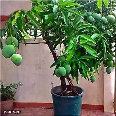 Platone Mango Plant 1n01