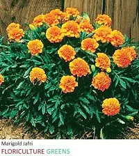 Platone Marigold Plant Plants Garden Marigold Jafri Flower-thumb1