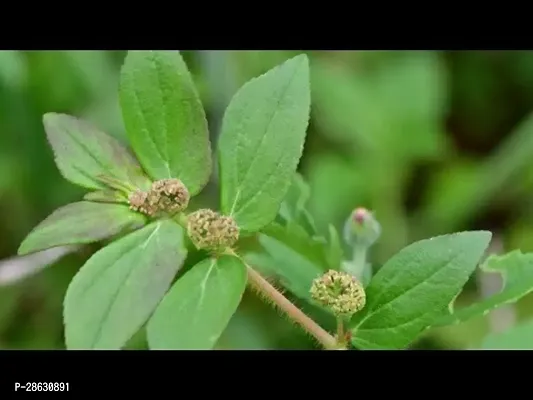 Platone Euphorbia Plant Amman PacharisiAsthma PlantTawa - Tawa PlantEuphorbia Hirta Plant-thumb0