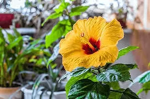 Platone Hibiscus Plant HIBISCUS PLANT LLK-thumb1