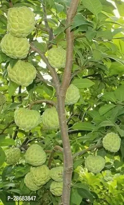 Platone Custard Apple Plant Thai Custard Apple Plant-thumb0