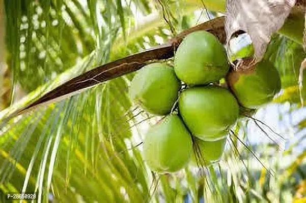 Platone Coconut Plant hybrid coconut tree H28