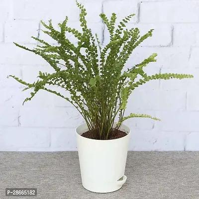 Platone Fern Plant modfern16