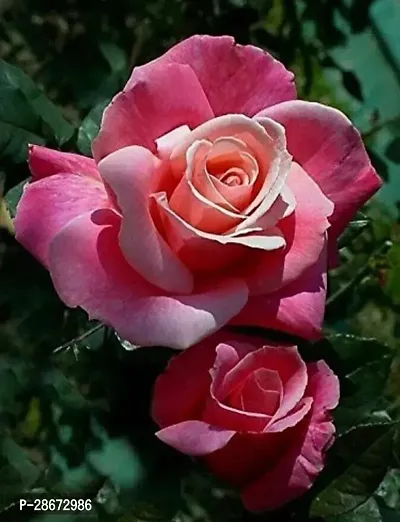 Platone Rose Plant Rose Plant ( Aone Rose Plant )