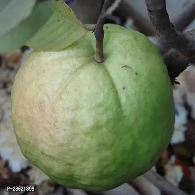 Platone Guava Plant Guava KG Variety Big Amrood Fruit (Air layeredGrafted) Live PlantsTree-thumb0