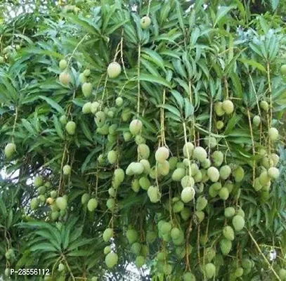 Platone Mango Plant SL_Mango3-thumb0